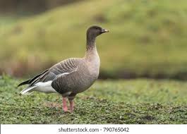 Attēlu rezultāti vaicājumam “Anser brachyrhynchus”