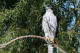 Attēlu rezultāti vaicājumam “Accipiter gentilis adult”