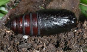 Attēlu rezultāti vaicājumam “Ptilodon capucina”