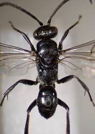 Attēlu rezultāti vaicājumam “Dipogon sp.”