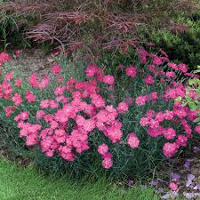 Image result for Dianthus gratianopolitanus