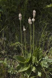 Attēlu rezultāti vaicājumam “Plantago media”