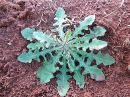 Attēlu rezultāti vaicājumam “Hypochaeris radicata leaf”