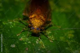 Attēlu rezultāti vaicājumam “Blattoptera”