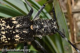 Attēlu rezultāti vaicājumam “Monochamus sutor”