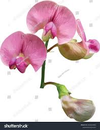 Attēlu rezultāti vaicājumam “Lathyrus sylvestris flower”