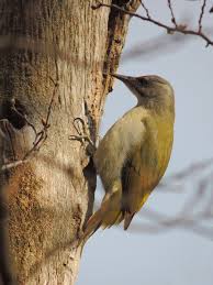 Attēlu rezultāti vaicājumam “Picus canus”