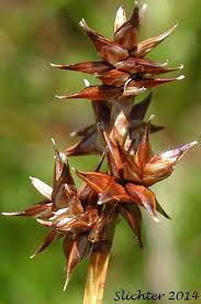 Attēlu rezultāti vaicājumam “Carex echinata”