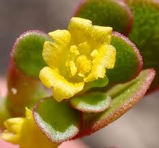 Attēlu rezultāti vaicājumam “Portulacaceae”