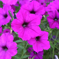 Image result for Petunia