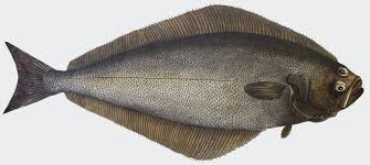 Image result for Hippoglossus hippoglossus