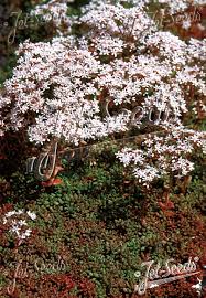 Attēlu rezultāti vaicājumam “Sedum album”