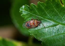 Attēlu rezultāti vaicājumam “Kleidocerys resedae imago”