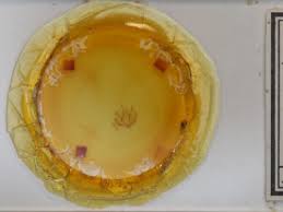 Attēlu rezultāti vaicājumam “Plagodis pulveraria”