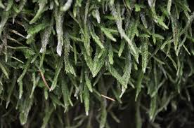 Attēlu rezultāti vaicājumam “Plagiothecium undulatum”