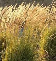 Attēlu rezultāti vaicājumam “Calamagrostis stricta”