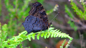 Attēlu rezultāti vaicājumam “Inachis io upperside”