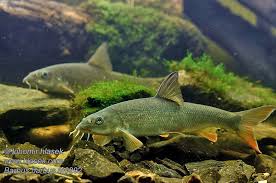 Image result for Barbus barbus