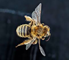 Attēlu rezultāti vaicājumam “Andrena”