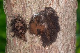 Attēlu rezultāti vaicājumam “Stemonitis splendens spores”