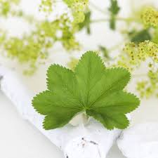 Image result for Frauenmantel