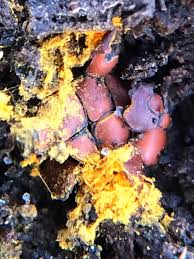 Attēlu rezultāti vaicājumam “Perichaena depressa”