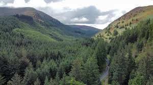 Image result for Go Ape! Whinlatter