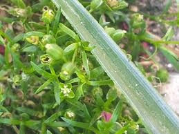 Attēlu rezultāti vaicājumam “Sagina procumbens fruit”