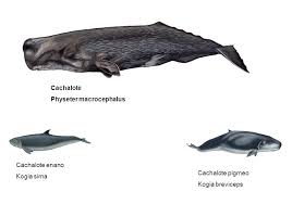 Image result for Physeter macrocephalus