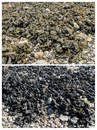 Attēlu rezultāti vaicājumam “Nostoc commune cells”