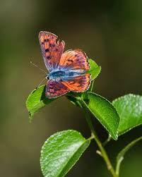 Attēlu rezultāti vaicājumam “Lycaena alciphron male”