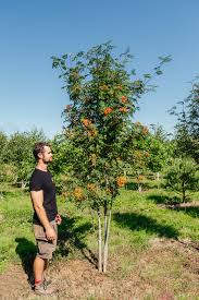 Attēlu rezultāti vaicājumam “Sorbus aucuparia”