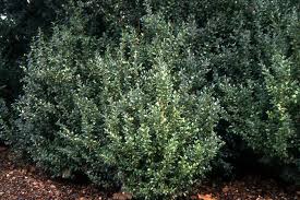 Attēlu rezultāti vaicājumam “Buxus sempervirens”