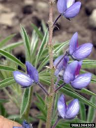Attēlu rezultāti vaicājumam “Lupinus polyphyllus flower”