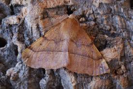 Attēlu rezultāti vaicājumam “Colotois pennaria”