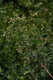 Attēlu rezultāti vaicājumam “Thalictrum minus leaf”