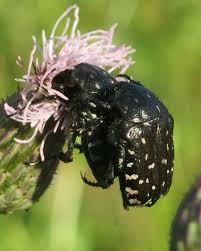 Attēlu rezultāti vaicājumam “Oxythyrea funesta”