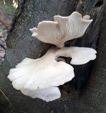 Attēlu rezultāti vaicājumam “Crepidotus applanatus”