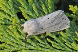 Attēlu rezultāti vaicājumam “Spilosoma lubricipeda”