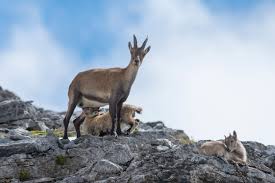 Attēlu rezultāti vaicājumam “Capra juvenile”