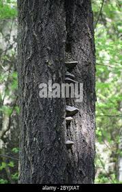 Attēlu rezultāti vaicājumam “Phellinus populicola”