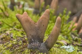 Attēlu rezultāti vaicājumam “Xylaria”