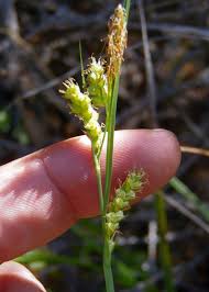 Attēlu rezultāti vaicājumam “Carex viridula”