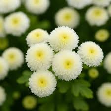 Image result for Chrysanthemum ptarmiciflorum