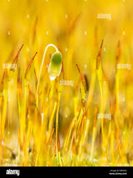 Attēlu rezultāti vaicājumam “Schistidium apocarpum stalked”