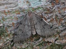 Attēlu rezultāti vaicājumam “Odontopera bidentata”