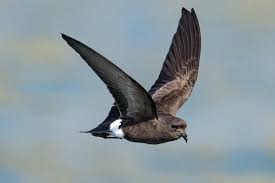 Image result for Oceanites oceanicus