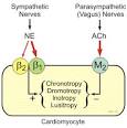 CV Physiology: Adrenergic and Cholinergic Receptors in the Heart