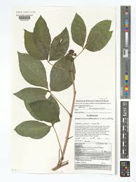 Attēlu rezultāti vaicājumam “Eleutherococcus sessiliflorus”