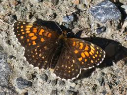 Attēlu rezultāti vaicājumam “Melitaea diamina underside”